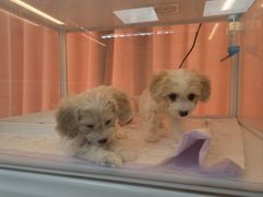 -翊宠yipet猫狗购宠庄园犬舍•猫舍