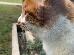 -西安京西宠物医院·瘫痪·疑难杂症