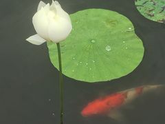 -鹅湖玫瑰文化园