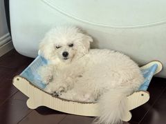 -翊宠yipet猫狗购宠庄园犬舍•猫舍