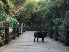 -树山生态村