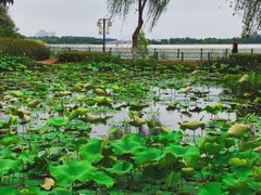 -金银湖国家城市湿地公园