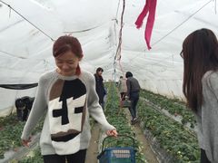 -青浦采草莓天天草莓园