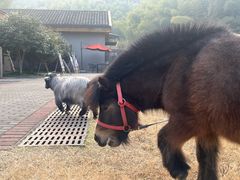-宁海安岚·南溪阁全日餐厅