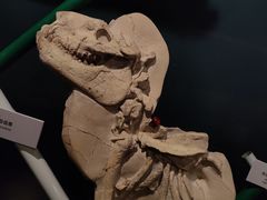 -正佳自然科学博物馆