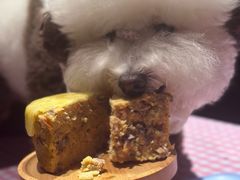 -百好乐宠物友好餐厅(朝外大街店)