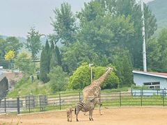 -大连森林动物园