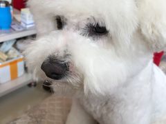 -宠福鑫康馨动物医院·骨科·眼科