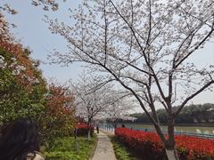 -高东镇樱花园