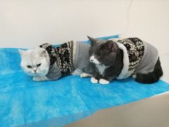 -纳吉亚猫专科动物诊疗中心(蒋宅口分院)