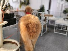 -共舞时光猫咖·狗咖(新街口店)