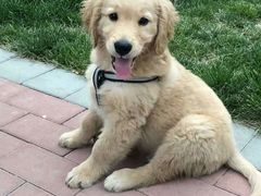 -久久宠物(河东万达店)