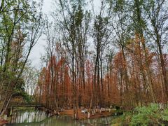 -桤木河湿地公园