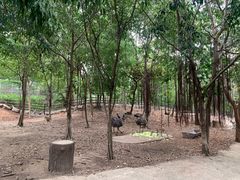 -清迈夜间动物园