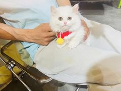 -欣宠猫屋·矮脚拿破仑·蓝金金渐层