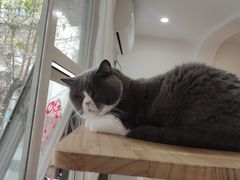 -是阿柴呀！柴犬咖啡·爱喵喵猫咖
