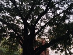 -晓港公园
