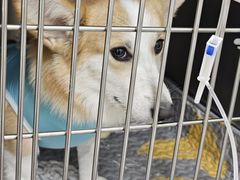 -美联众合动物医院·24h京西诊疗中心