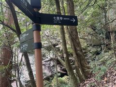 -天目山大树王景区