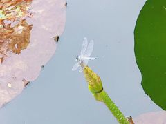 -荷塘月色湿地公园·向阳花洲