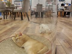 -袖虎·猫馆(体育西路店)