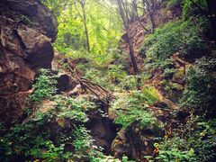 -大岭沟猕猴桃谷风景区