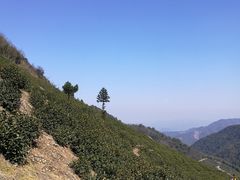 -东白山