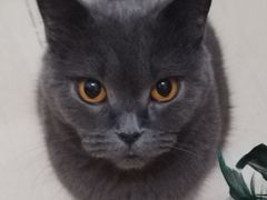 -瑞鹏宠物医院·超声·骨科·奇麟分院(蜀都万达店)