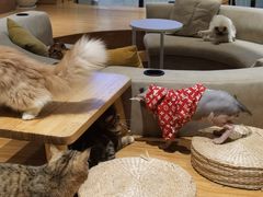 -啵啵喵·猫咖(攀华国际店)
