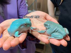 -酷以爬仙阁实体爬宠店·守宫·蜥蜴·专业繁育