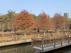 -五缘湾湿地公园