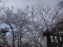 -青岛中山公园-索道售票处
