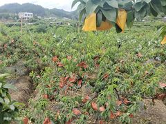 -大围山国家森林公园