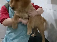 -酷狗靓猫宠物·洗护·美容·寄养(航北路店)