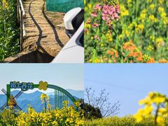 -桑洲油菜花景区