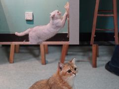 -猫爪屋猫咖(乐汇城店)