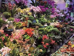 -花鸟鱼虫鲜花绿植市场(玉泉路店)