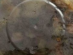 -庆丰包子铺(天通苑店)