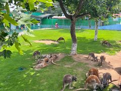 -西霞口神雕山野生动物世界