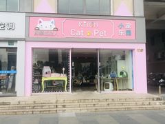 -70cat德文卷毛猫·缅因猫纯种猫舍