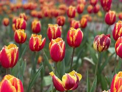 -铁山坪森林公园