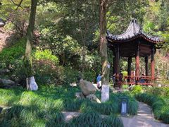 -十八棵（老龙井）御茶园(老龙井店)