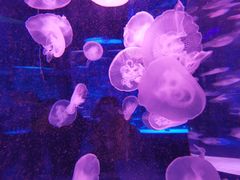 -海合安成都极地海洋公园