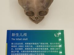 -生命奥秘博物馆