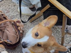 -J Create城市露营咖啡·简餐·宠物(上海动物园店)