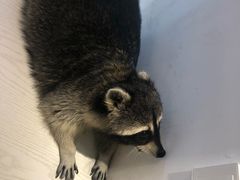 -浣熊柯尔鸭土拨鼠·电玩咖