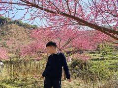 -新建村梅花