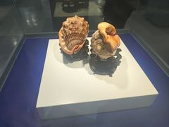 -贝壳王国博物馆