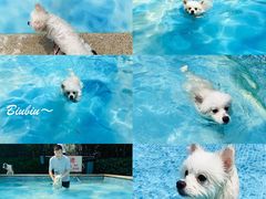 -汪说喵讲宠物乐园宠物酒店(红星美凯龙店)