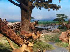 -国家自然博物馆